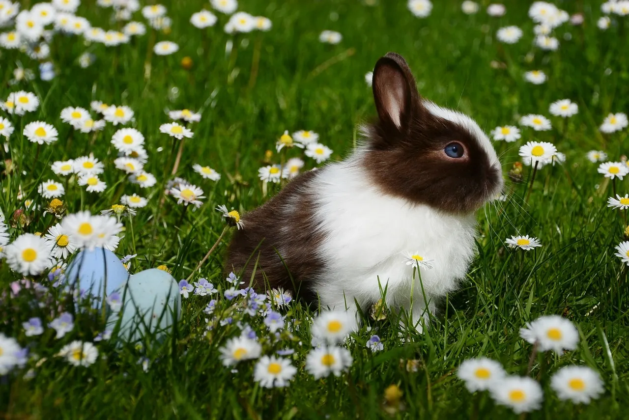 animal-bright-bunny-372166