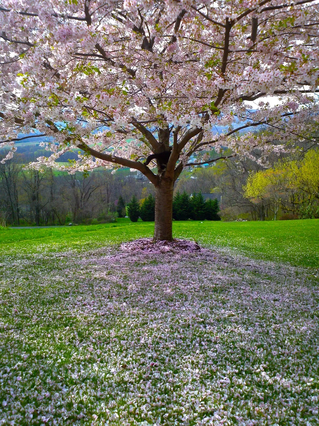 blooming-blossom-flora-92933 (1)