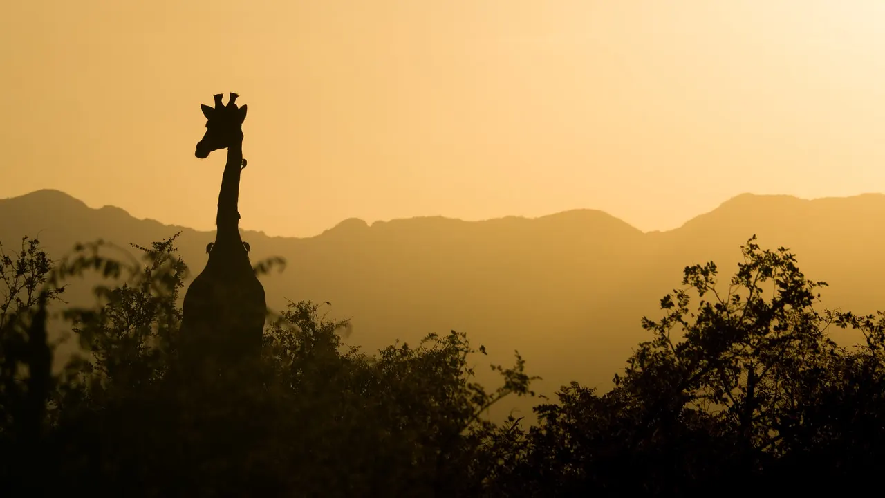 giraffe-2233366_1280