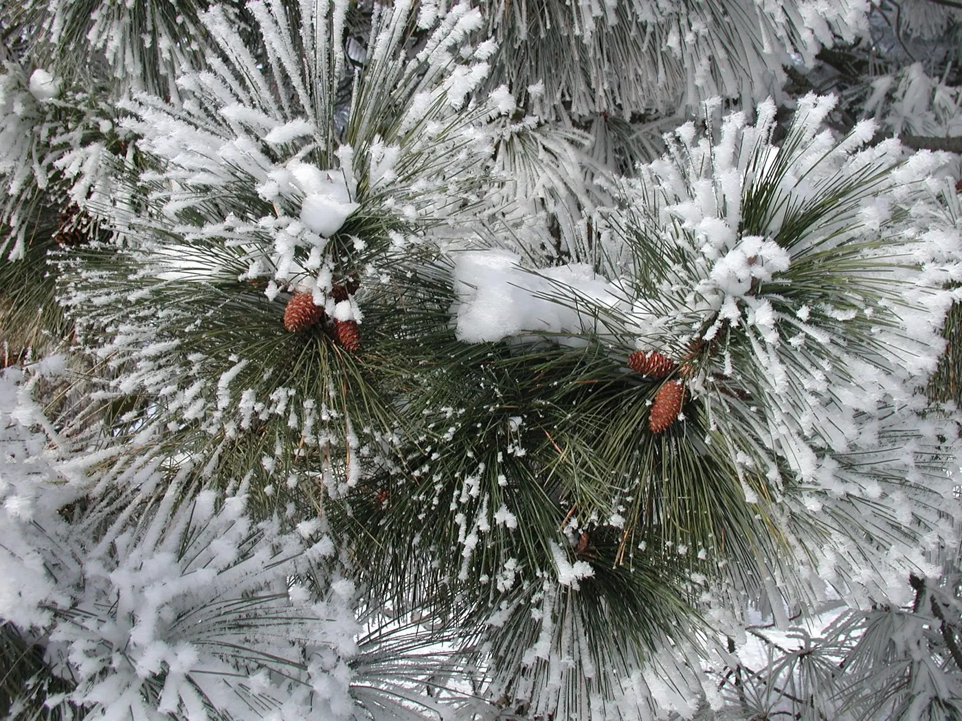 pine-9103_1920